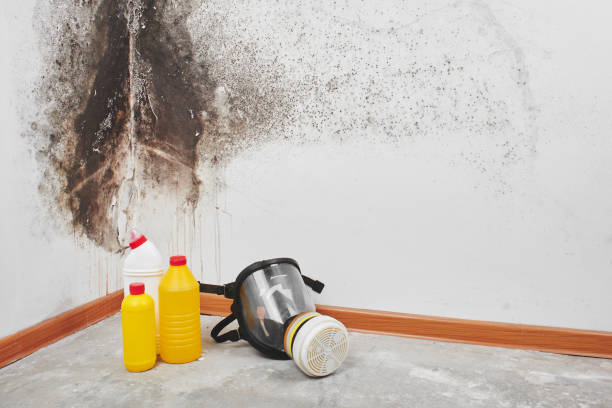 Best Mold Testing and Inspection Services in Beattyville, KY