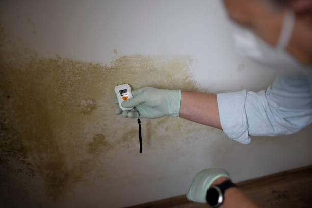 Best Post-Flood Mold Remediation in Beattyville, KY