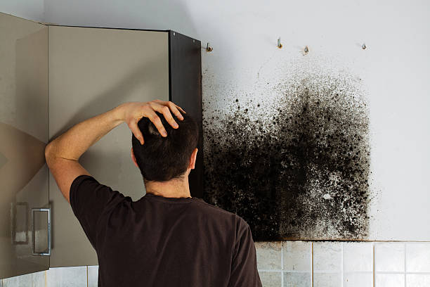 Best Industrial Mold Remediation in Beattyville, KY